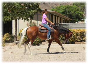 Melissa working training horse Jet in the arena